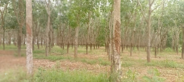 Buriram Rubber Plantation Carbon Sequestration & GHG Emission Reduction Project