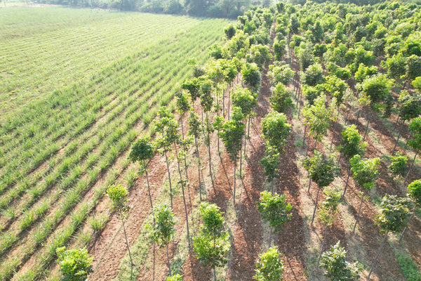 Cropcity Afforestation of Mahogany Trees in Rural India