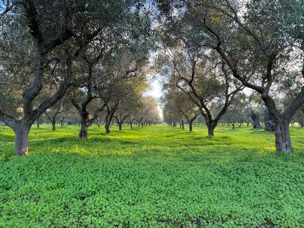 Reducing GHG Emissions and Increasing Carbon Sequestration in Italian Agriculture