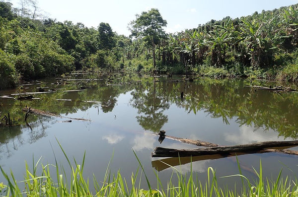 Reduced Emissions From Deforestation And Degradation In Keo Seima Wildlife Sanctuary