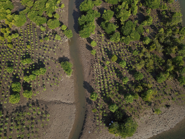 Reforestation And Restoration Of Degraded Mangrove Lands- Myanmar
